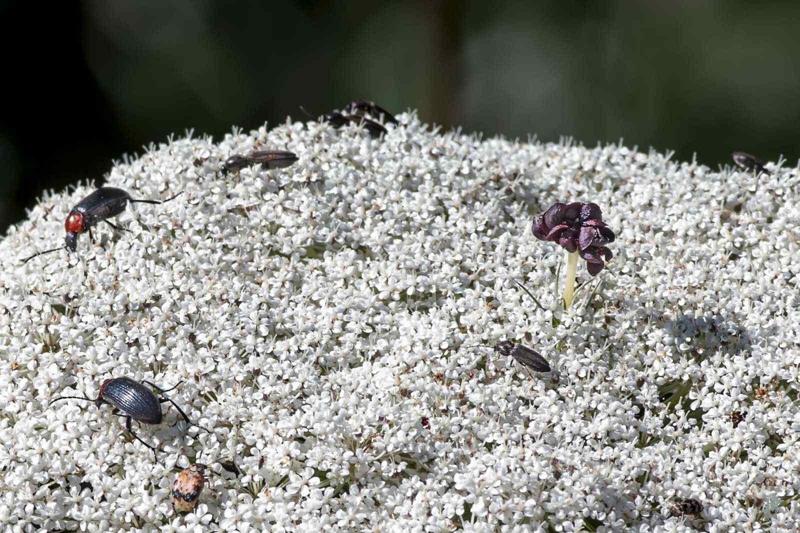 Megabruchidius tonkineus
