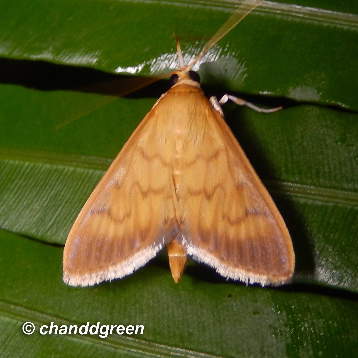 Crypsiptya coclesalis