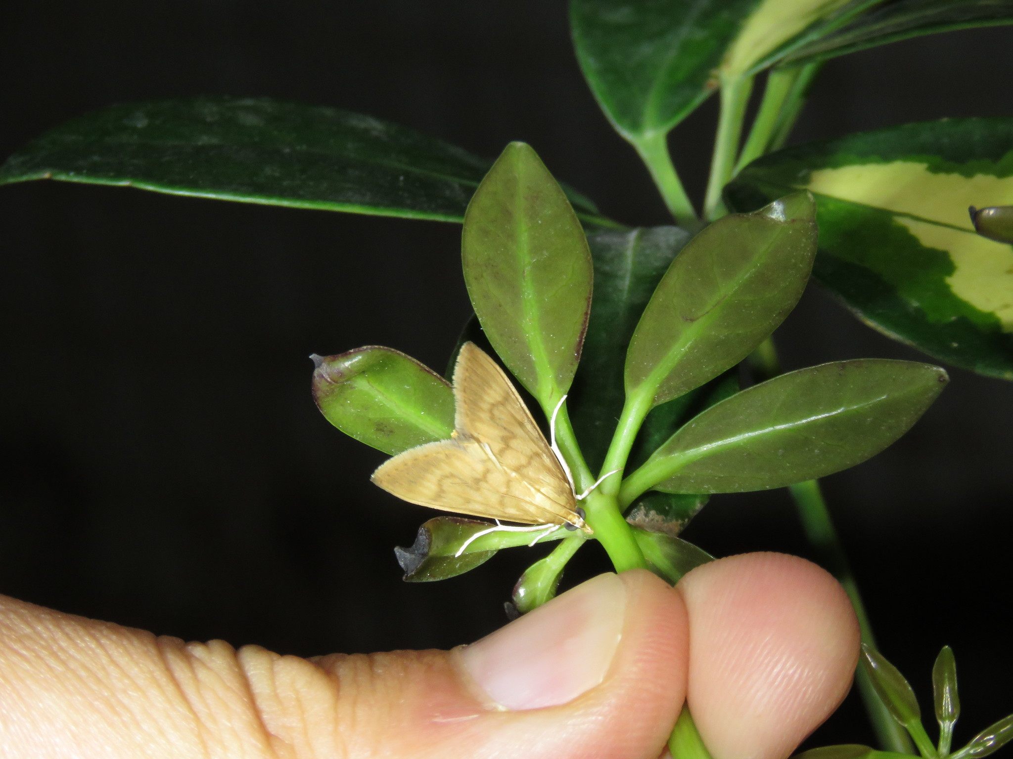 Crypsiptya coclesalis