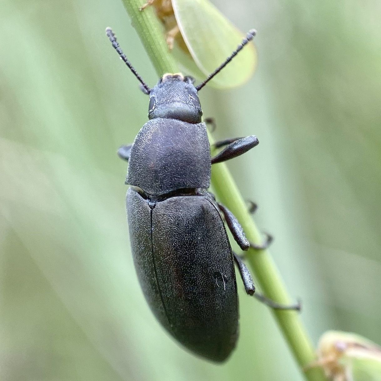 Lobometopon