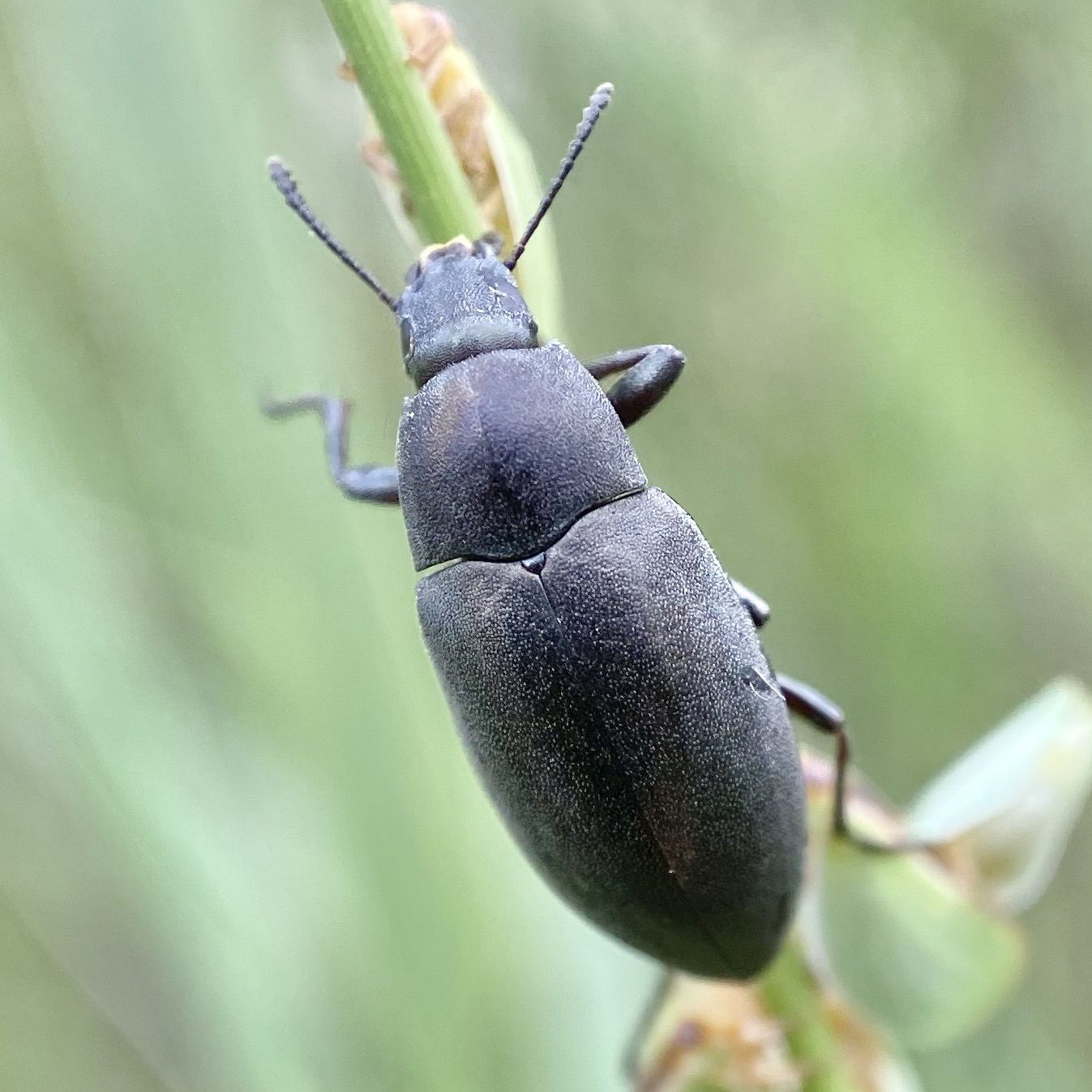 Lobometopon