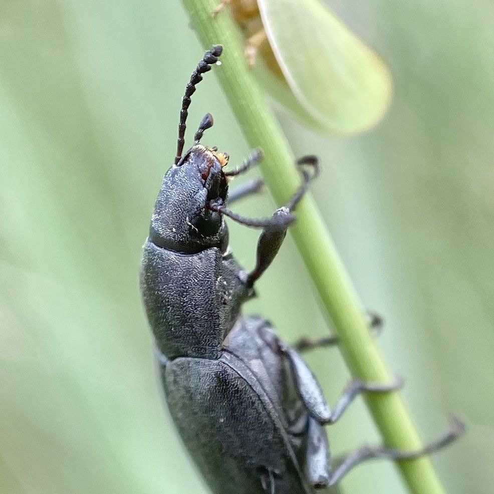 Lobometopon