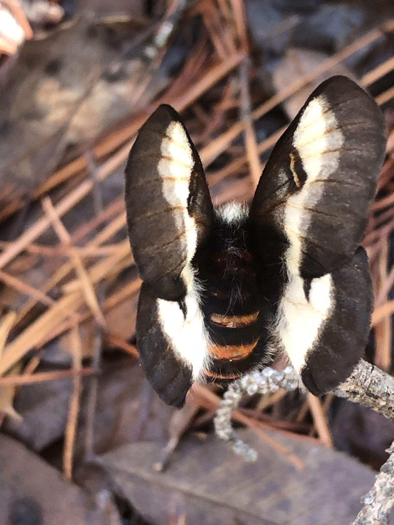 Hemileuca
