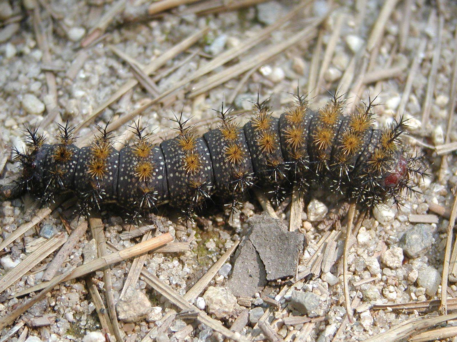 Hemileuca