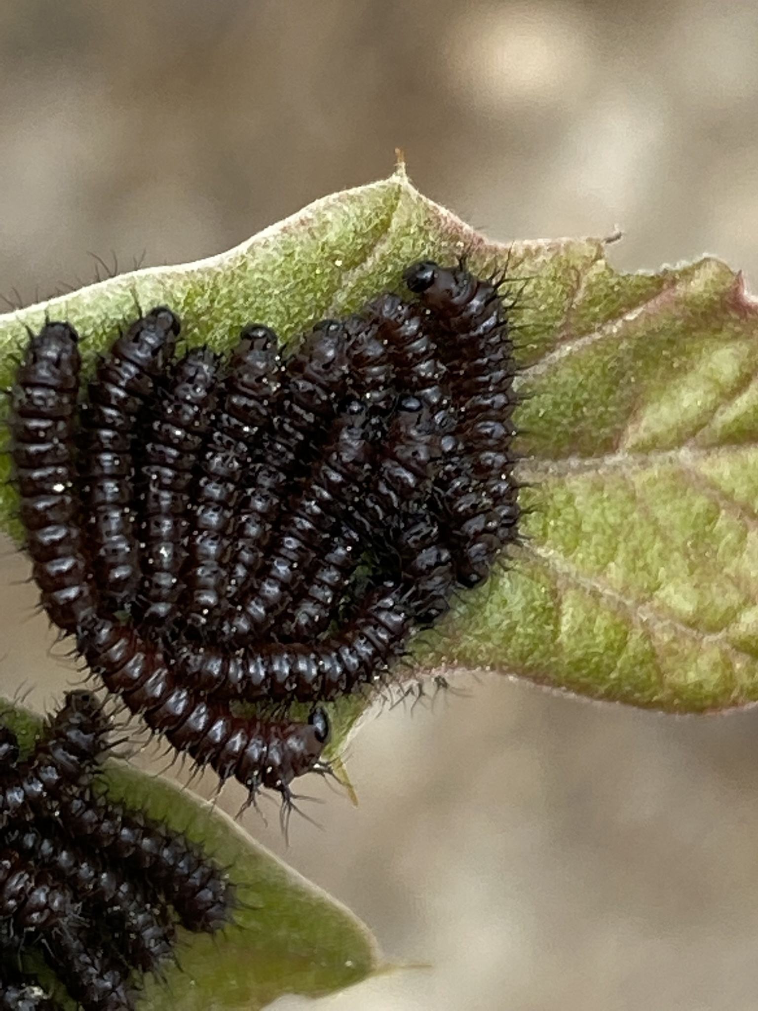 Hemileuca