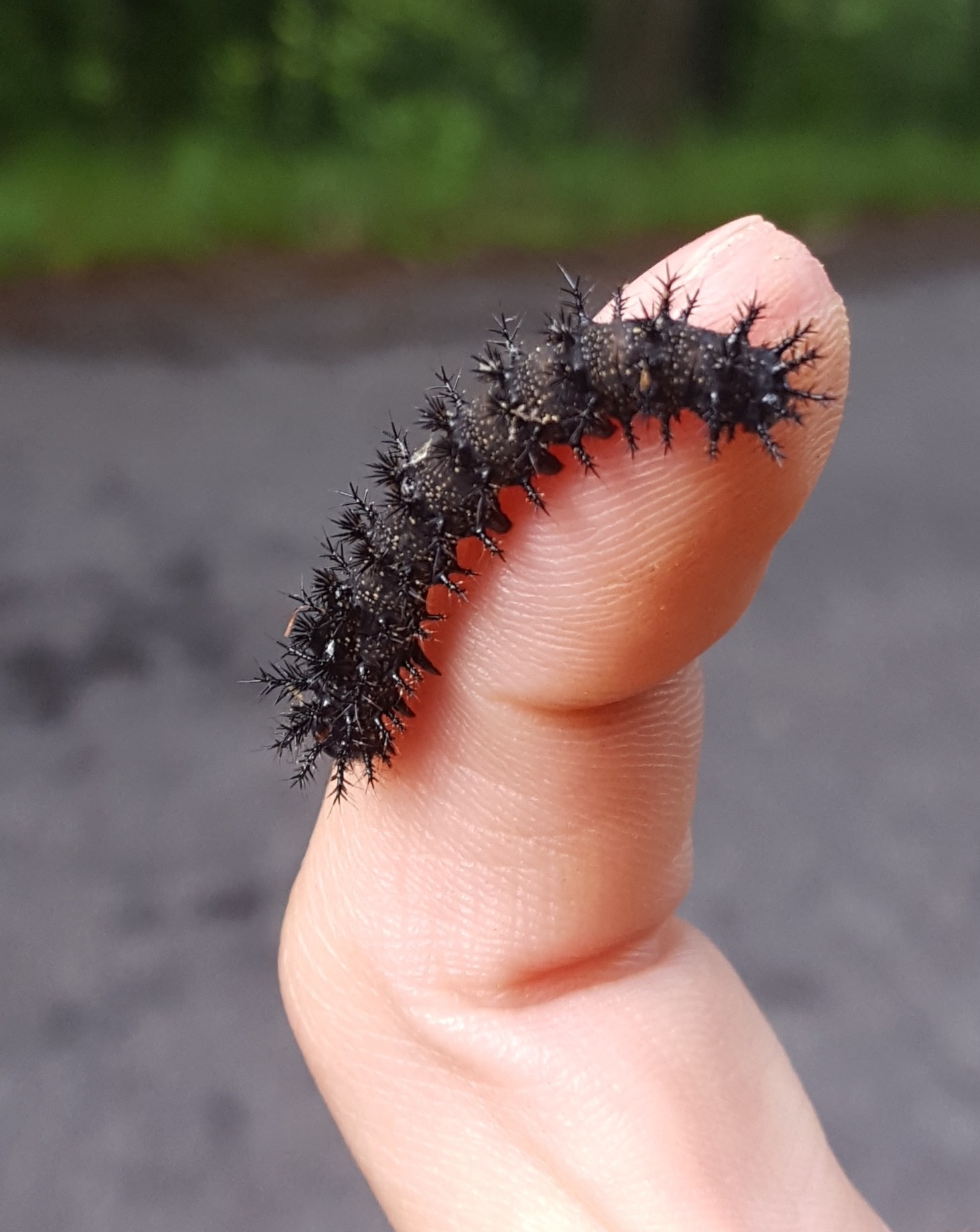 Hemileuca