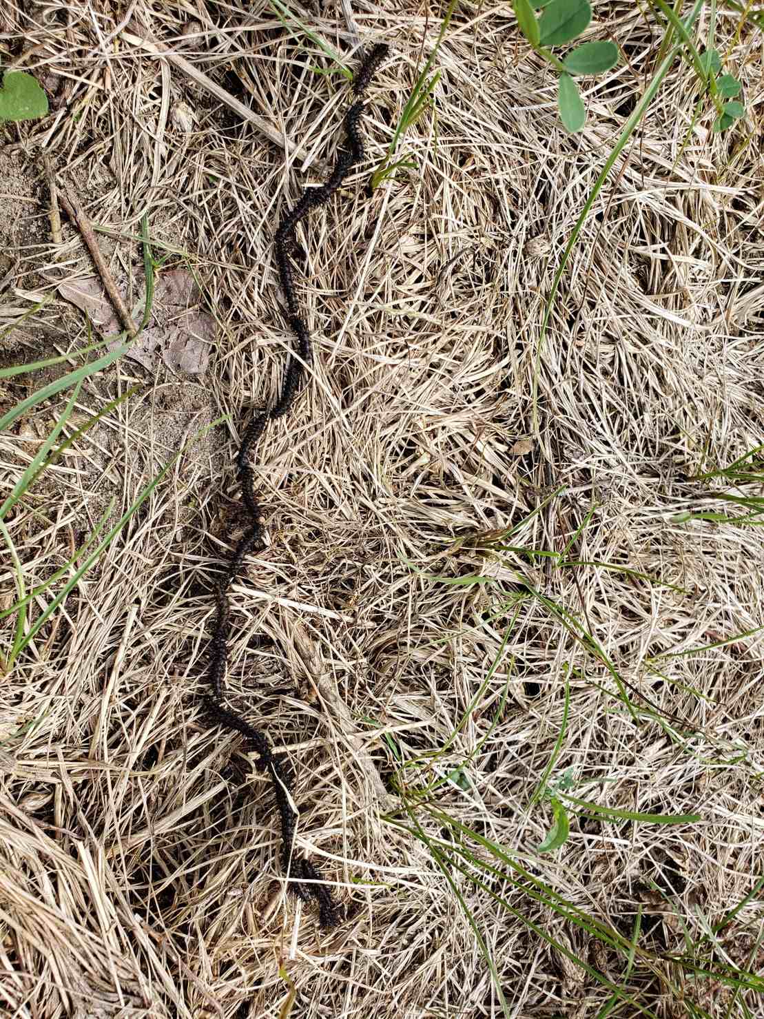 Hemileuca