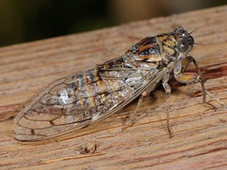 Cicada orni