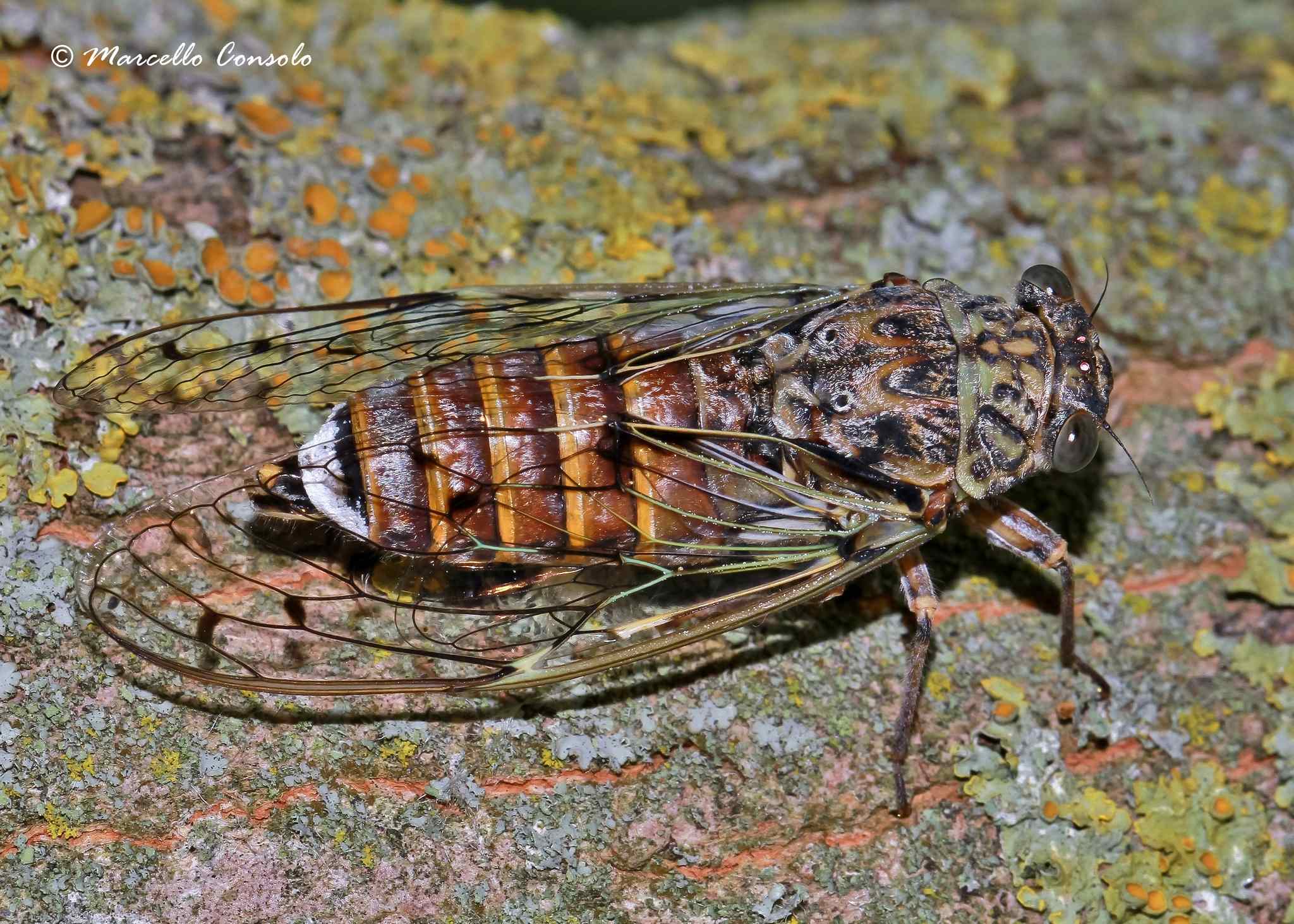Cicada orni