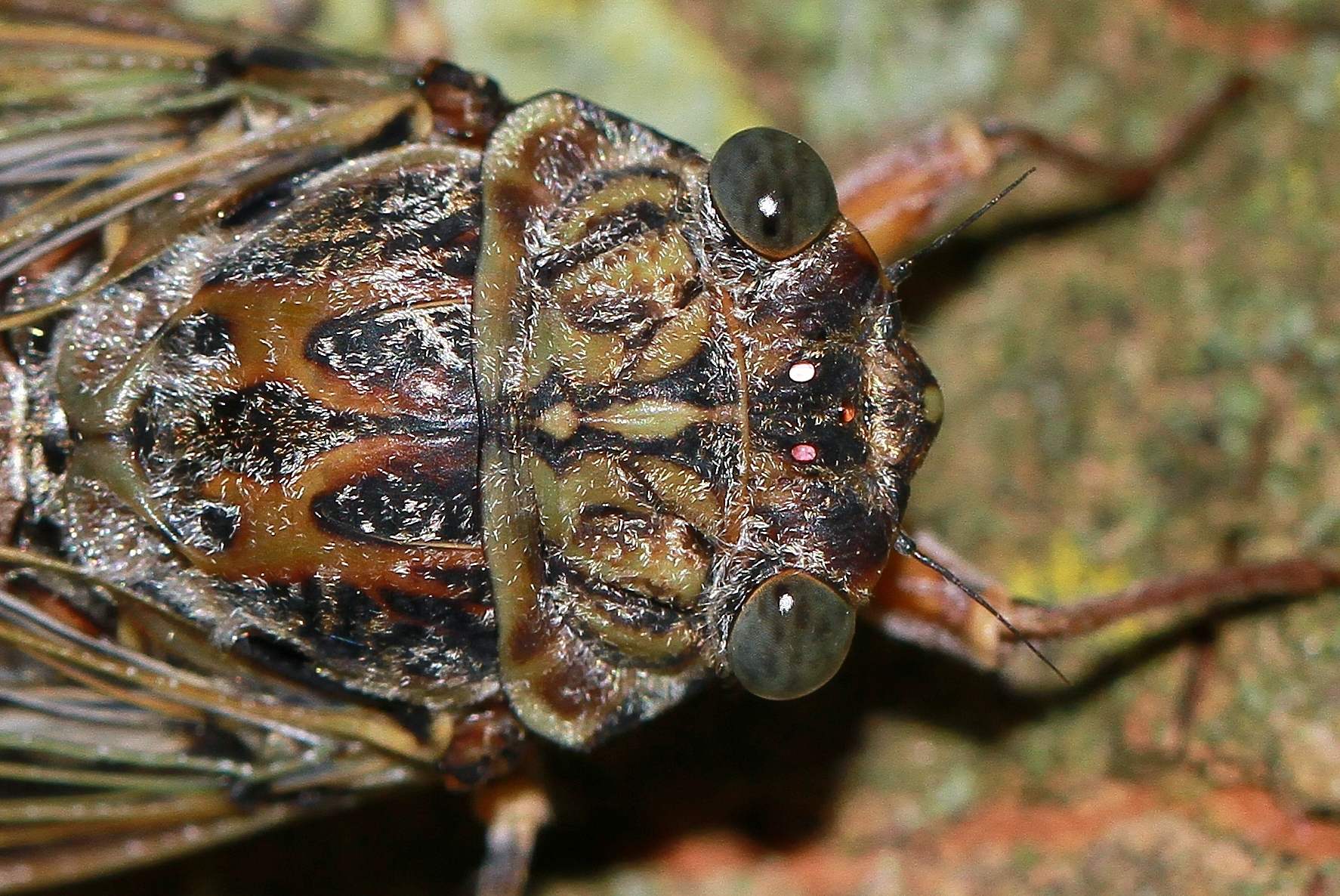 Cicada orni