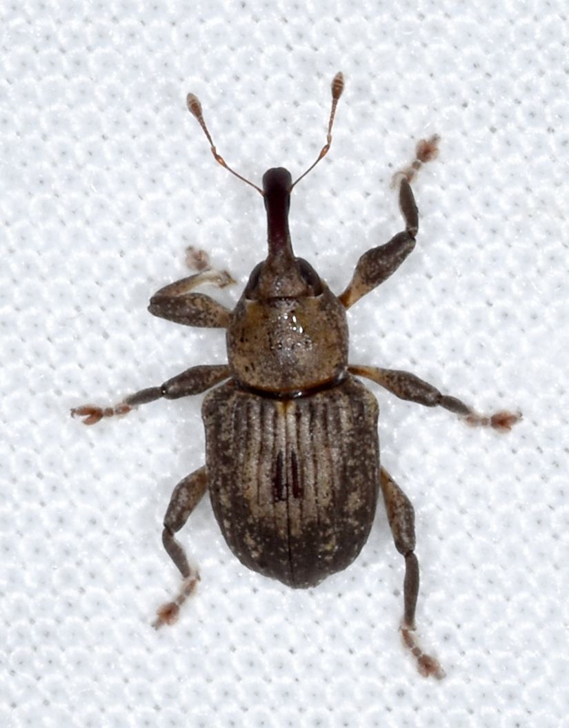 Neochetina eichhorniae