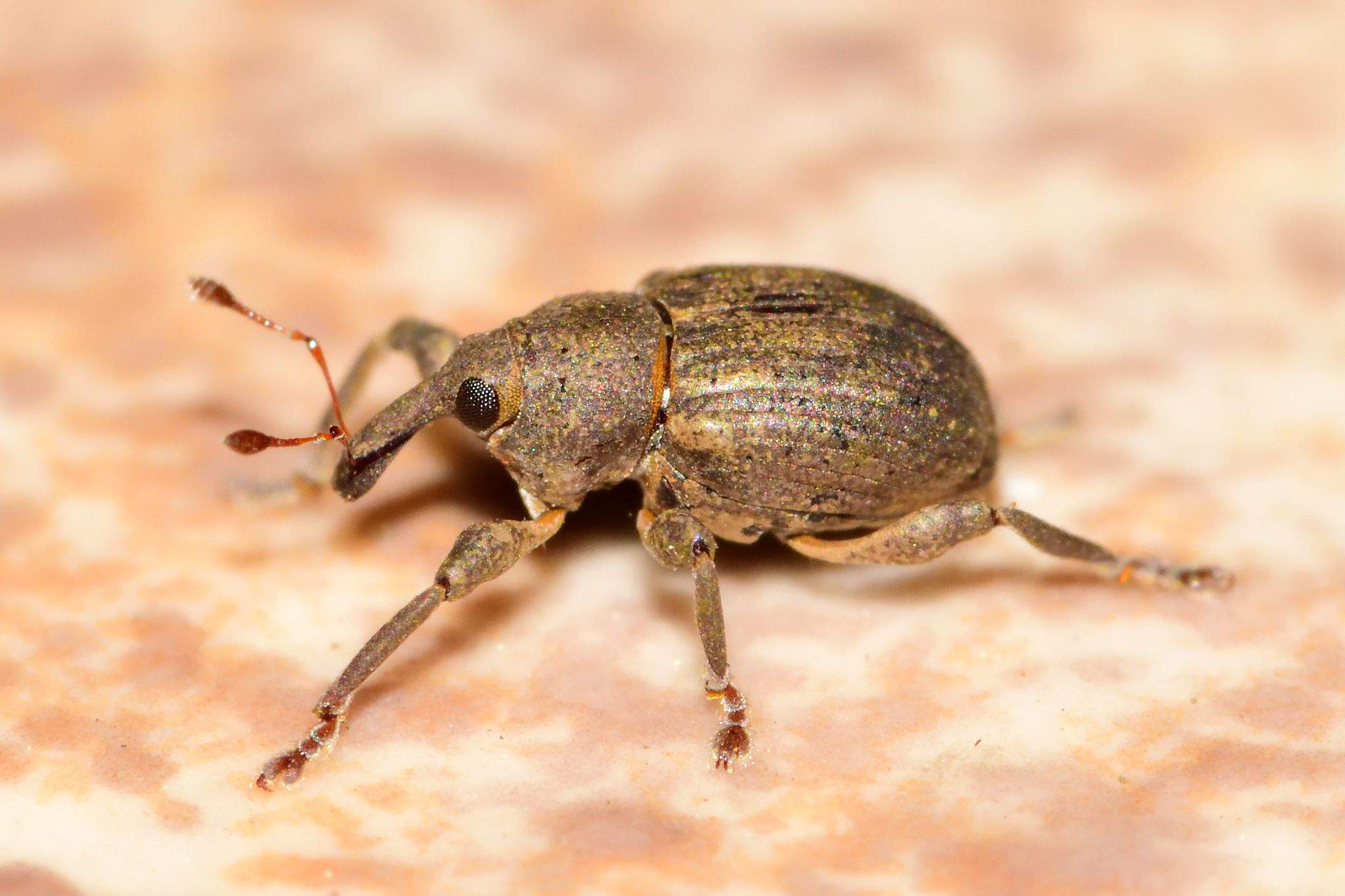 Neochetina eichhorniae