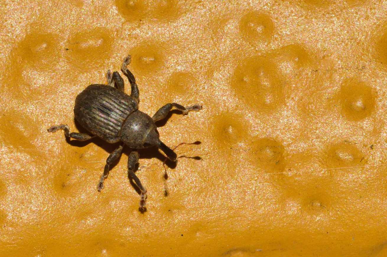 Neochetina eichhorniae