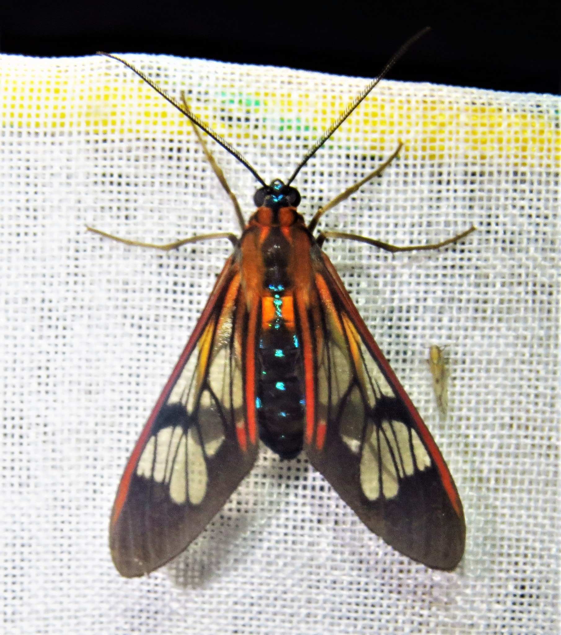 Cosmosoma caecum