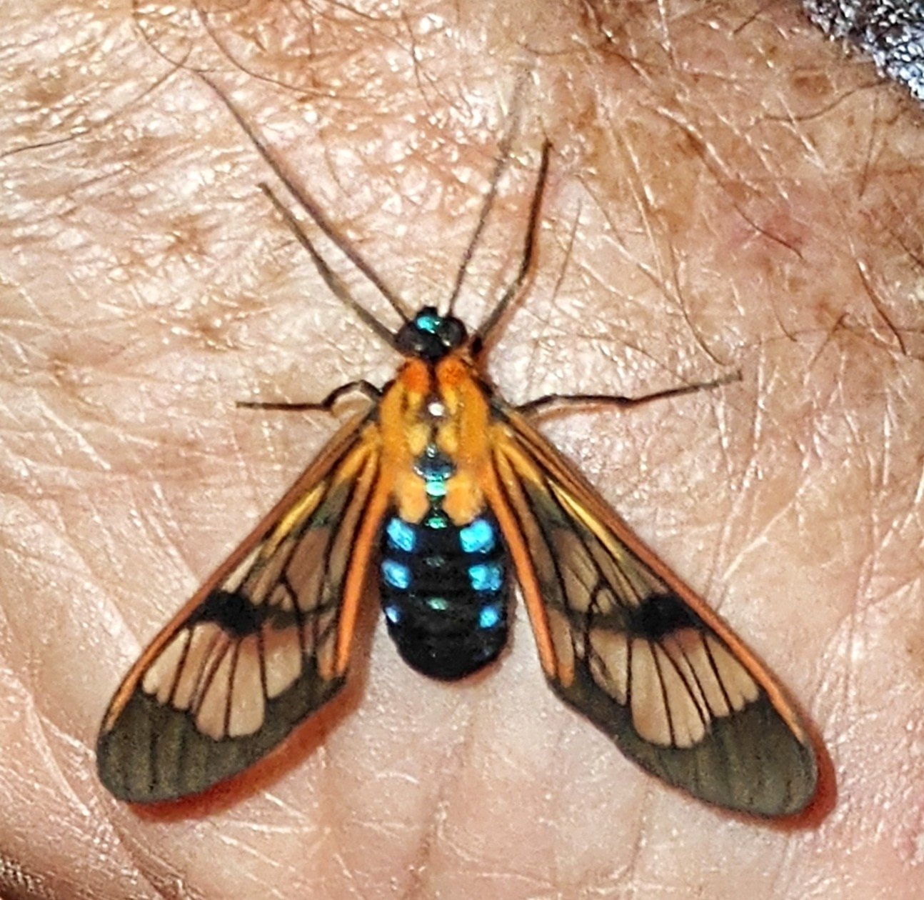 Cosmosoma caecum