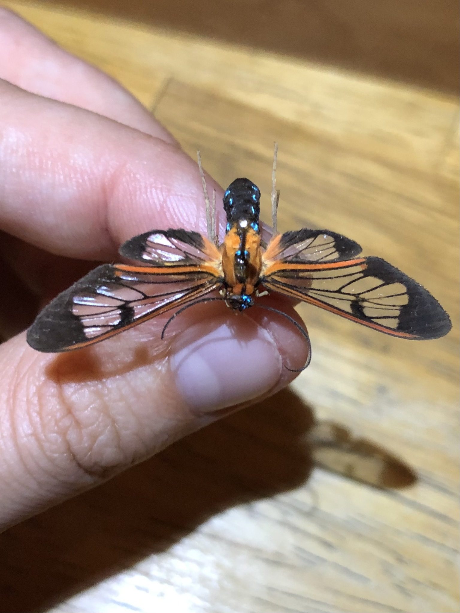 Cosmosoma caecum