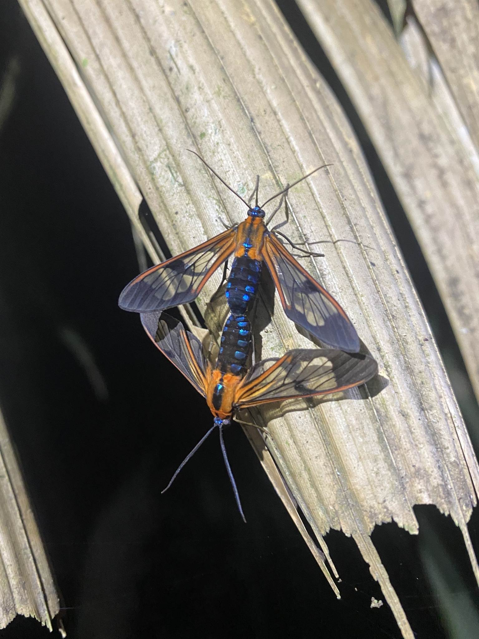 Cosmosoma caecum