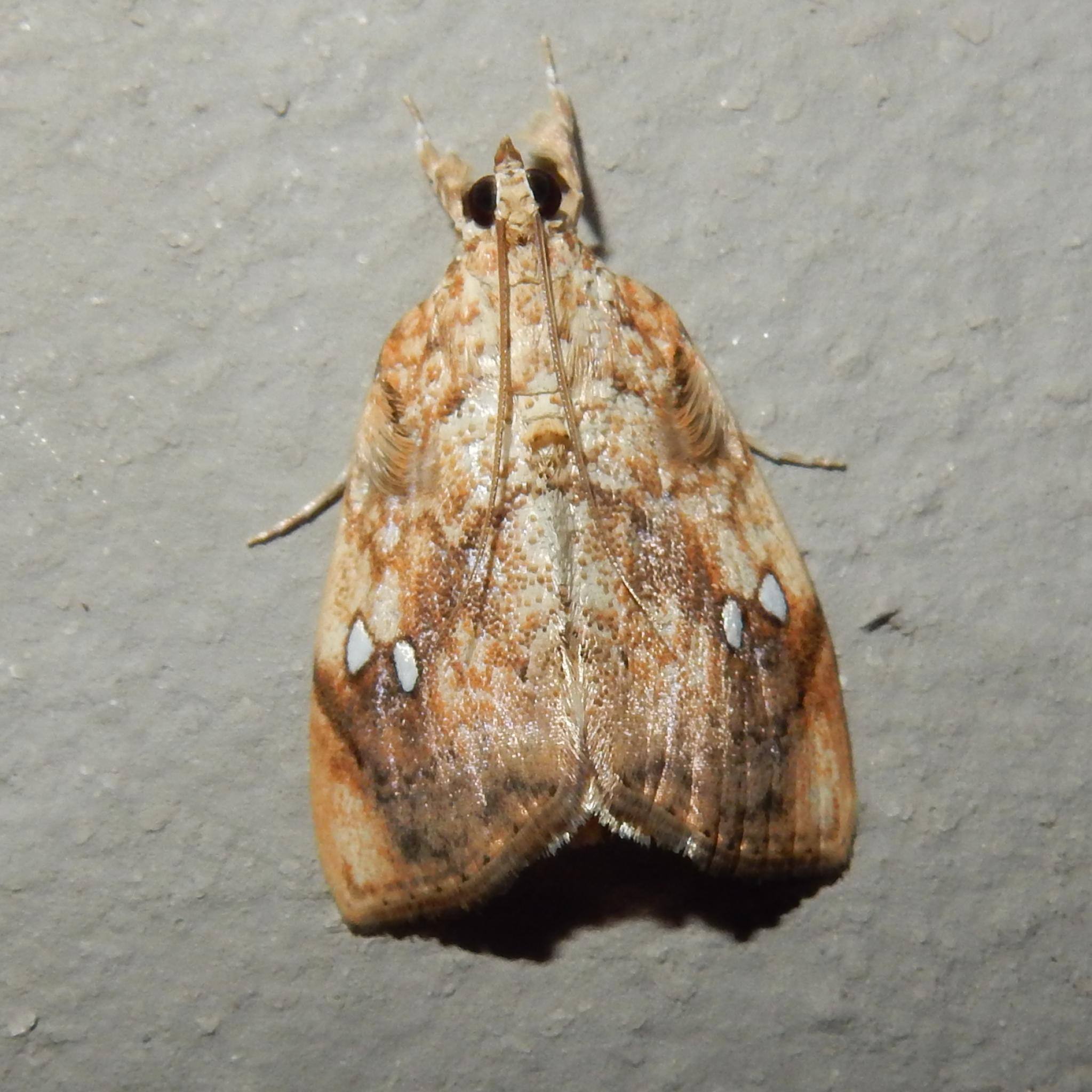 Crocidolomia pavonana
