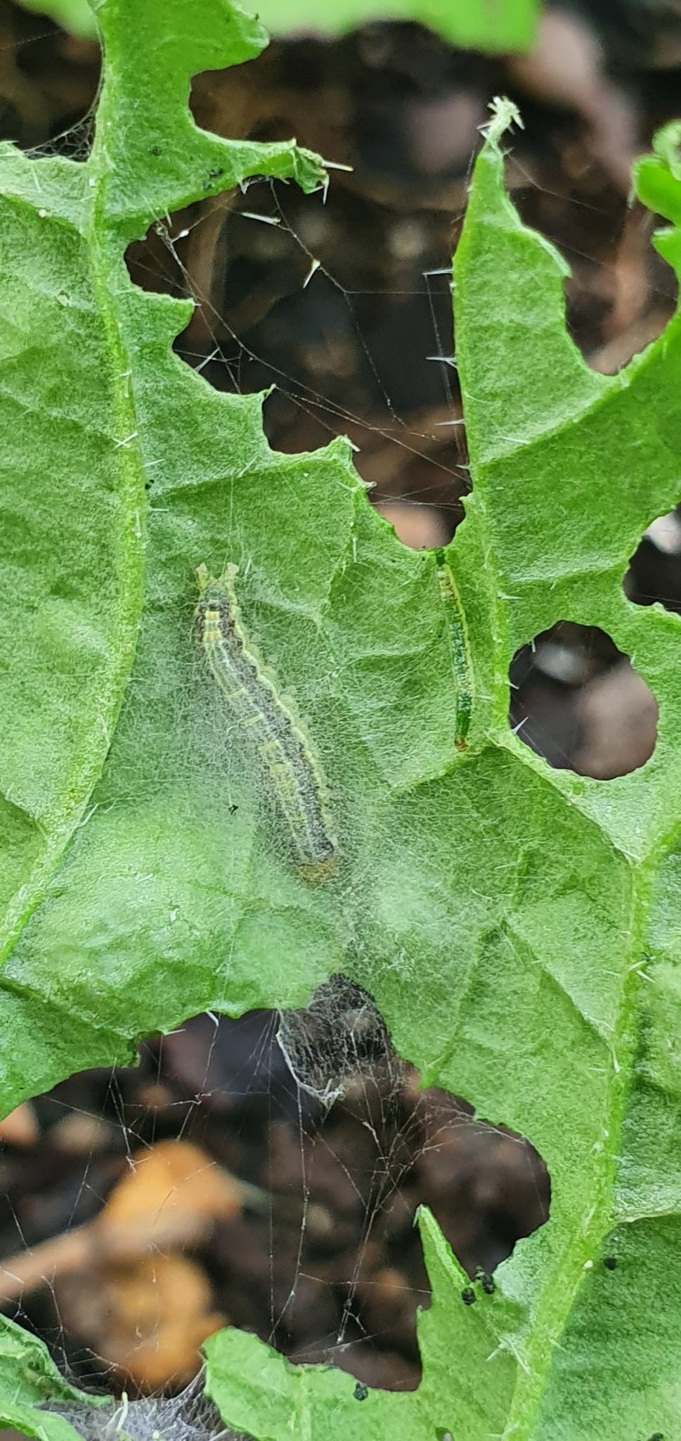 Crocidolomia pavonana