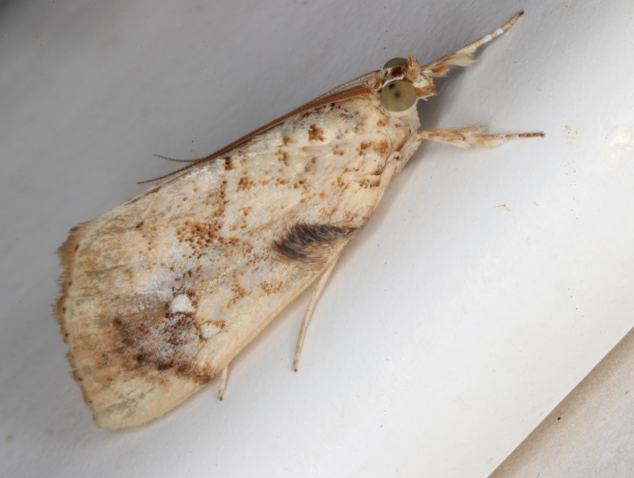 Crocidolomia pavonana