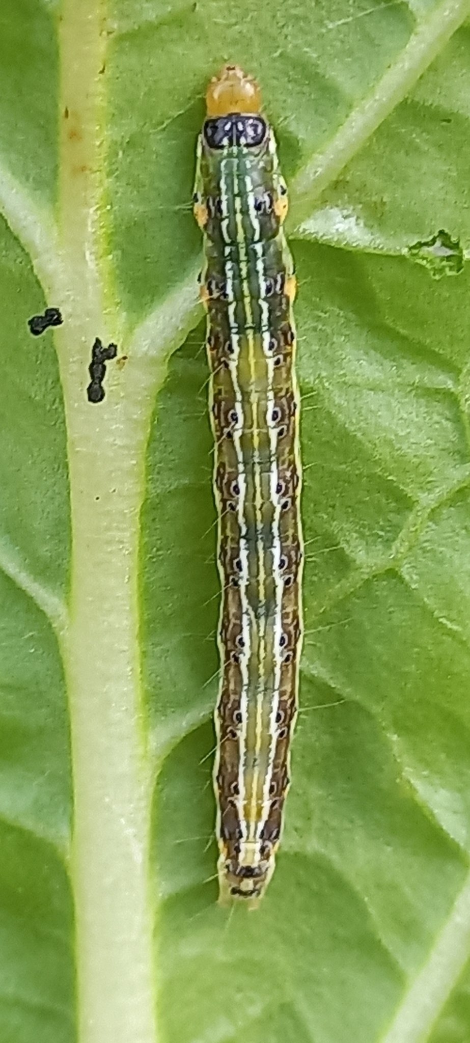 Crocidolomia pavonana
