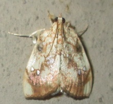 Crocidolomia pavonana