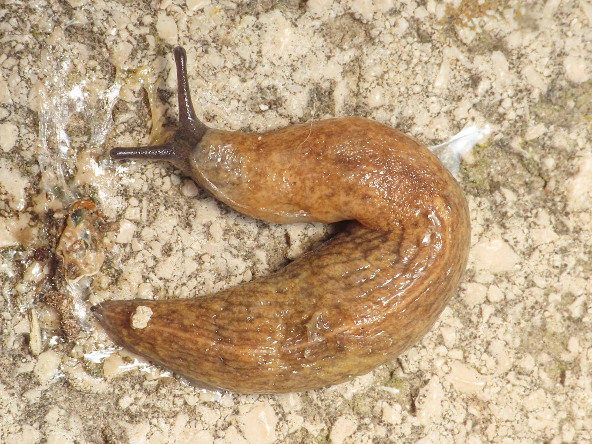 Tandonia sowerbyi