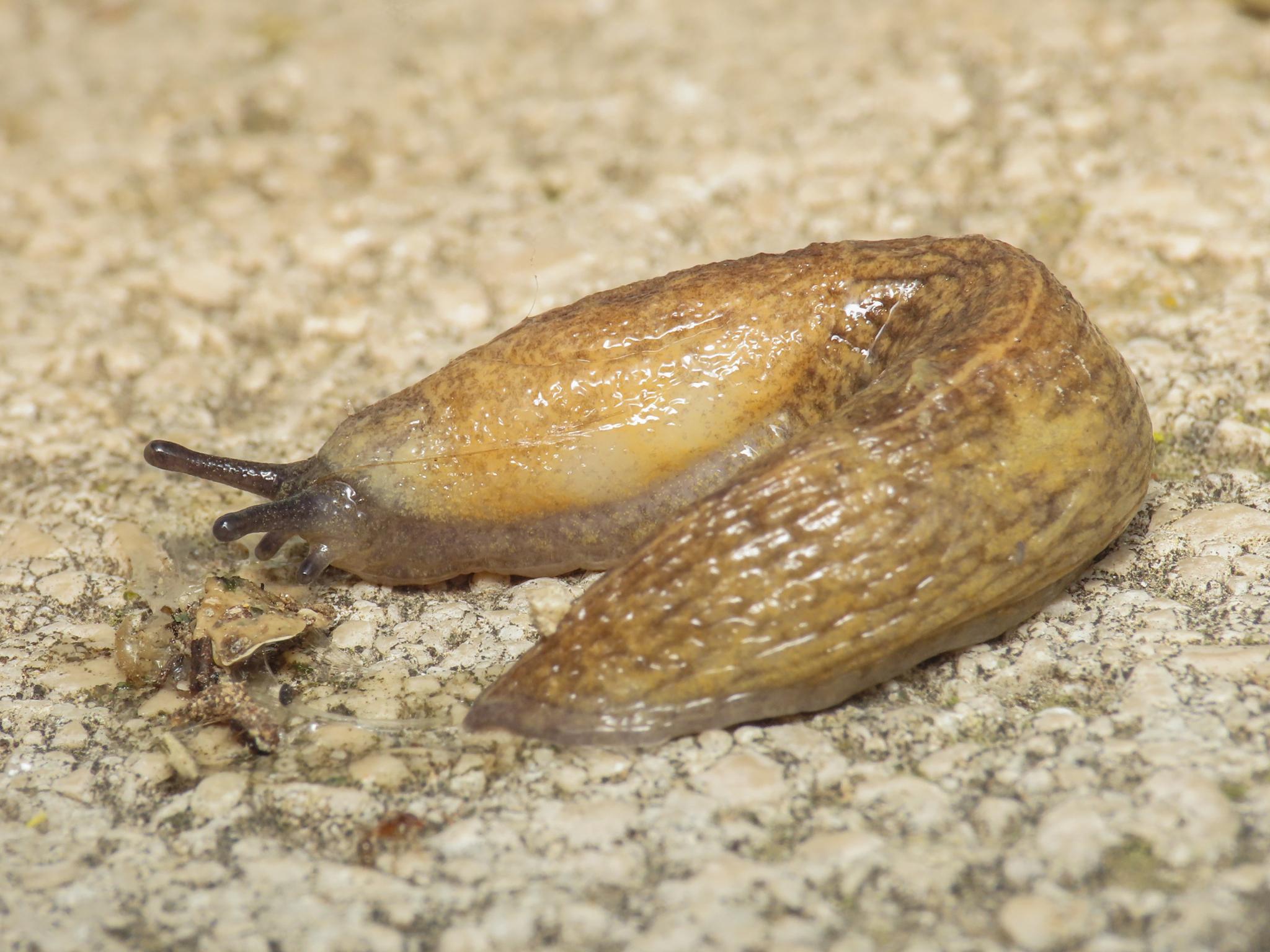 Tandonia sowerbyi