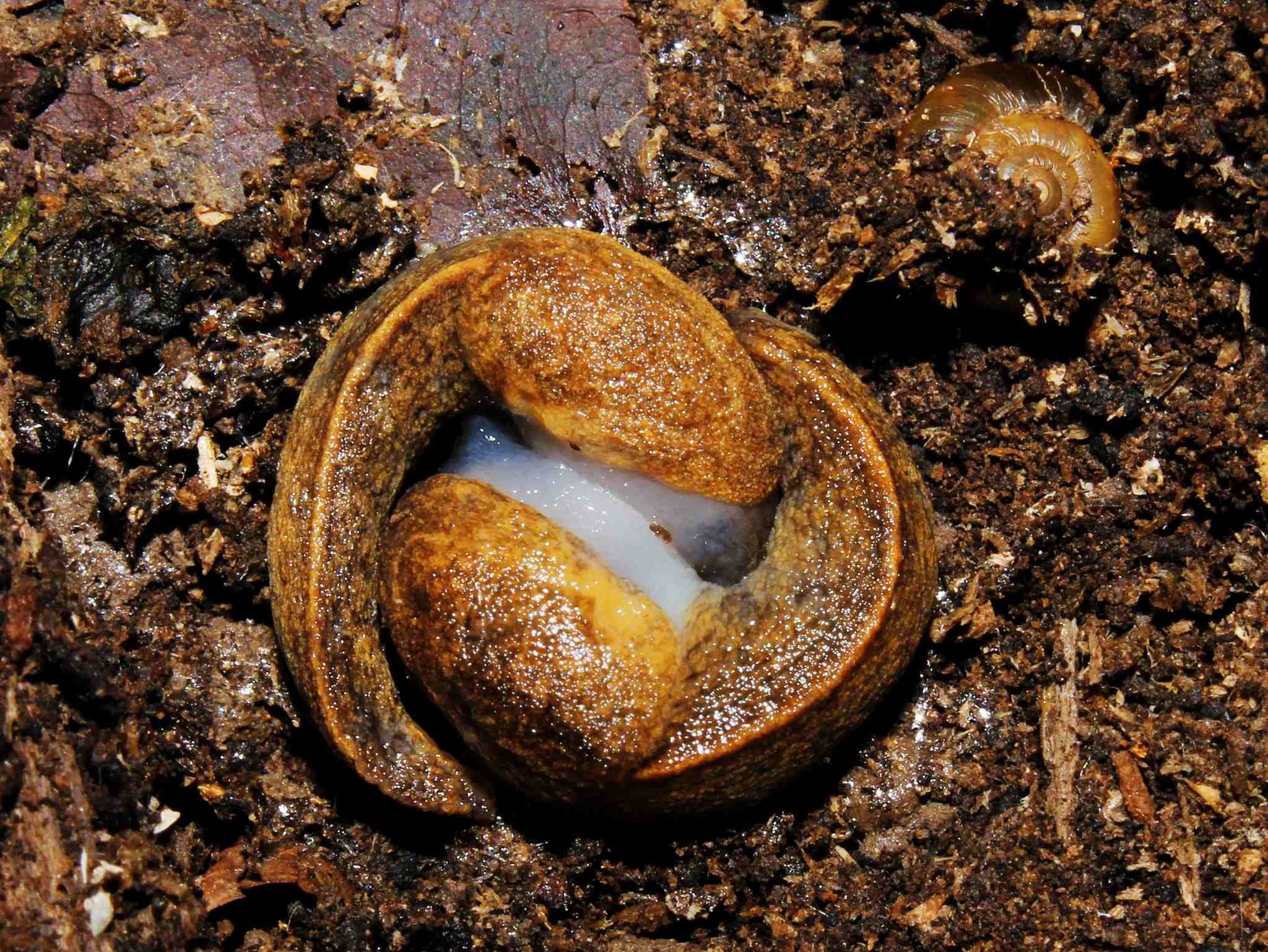 Tandonia sowerbyi