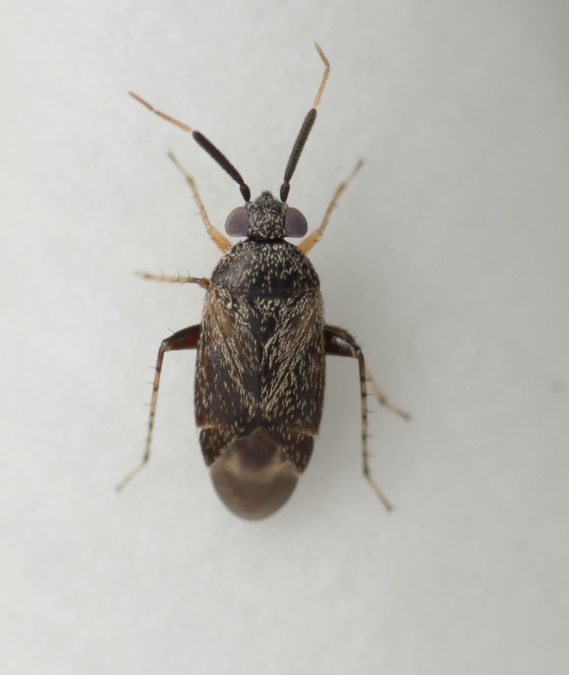 Rhinacloa