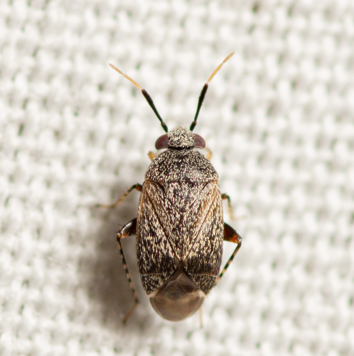 Rhinacloa
