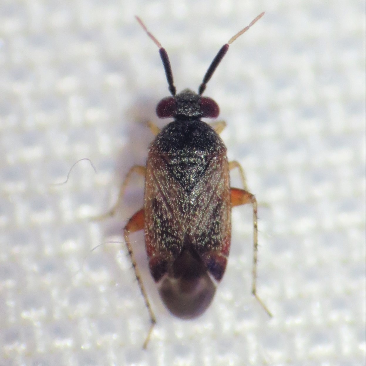 Rhinacloa