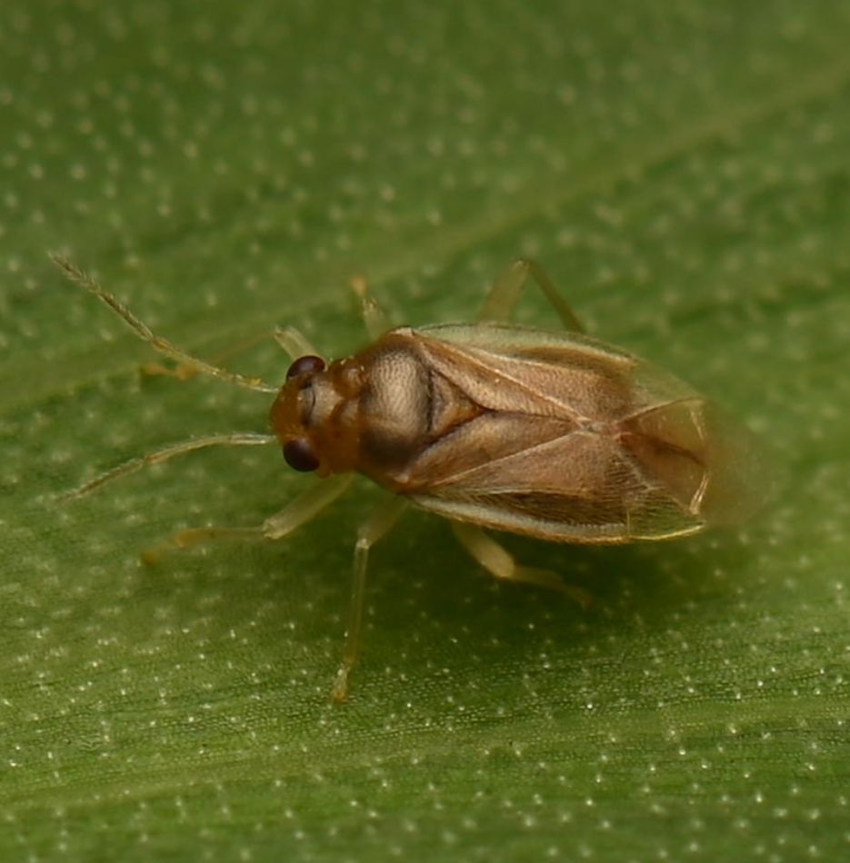 Eurychilella