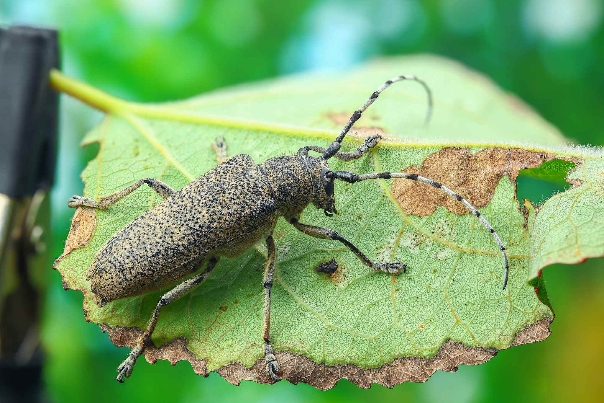 Saperda carcharias