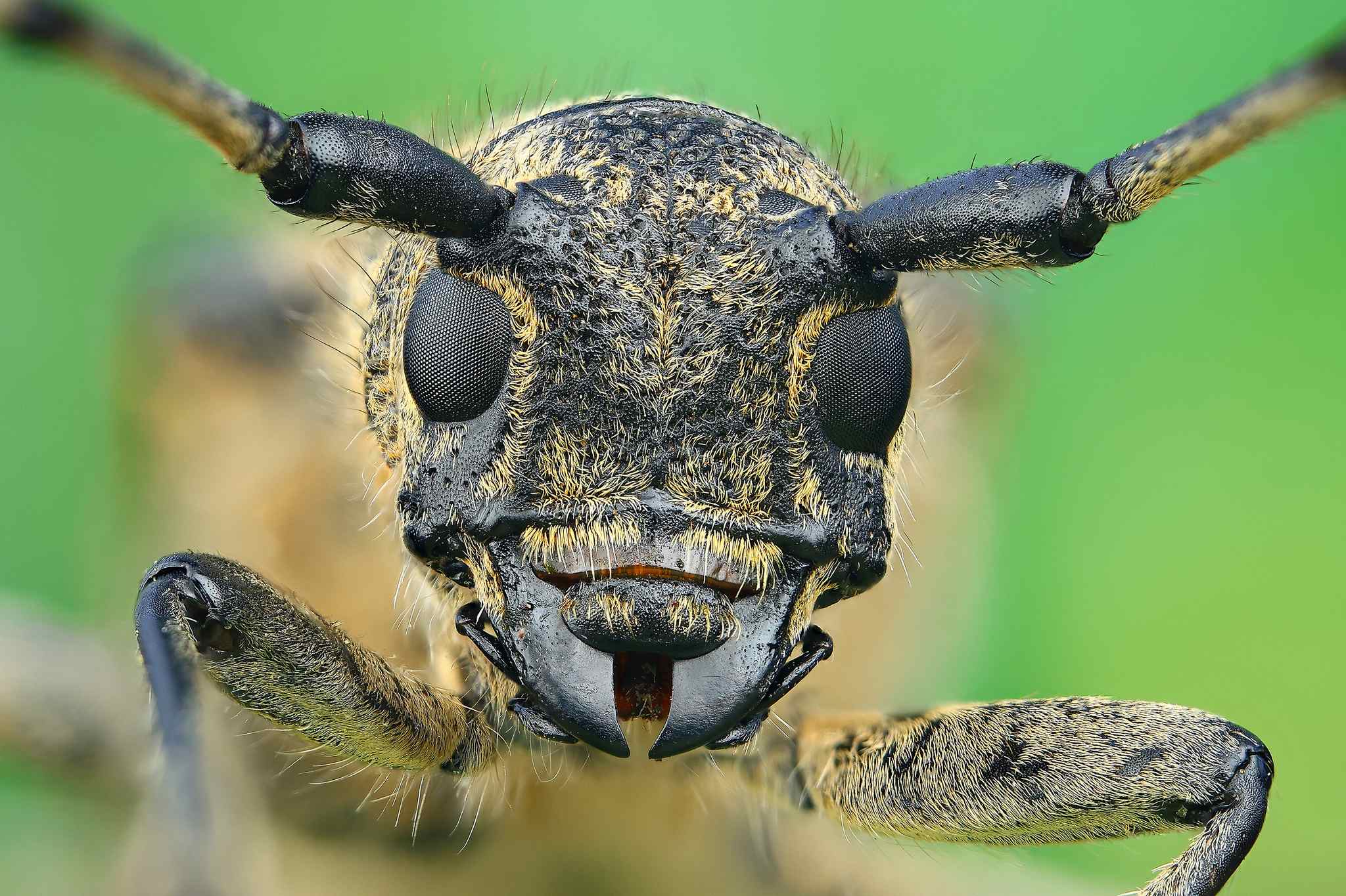 Saperda carcharias