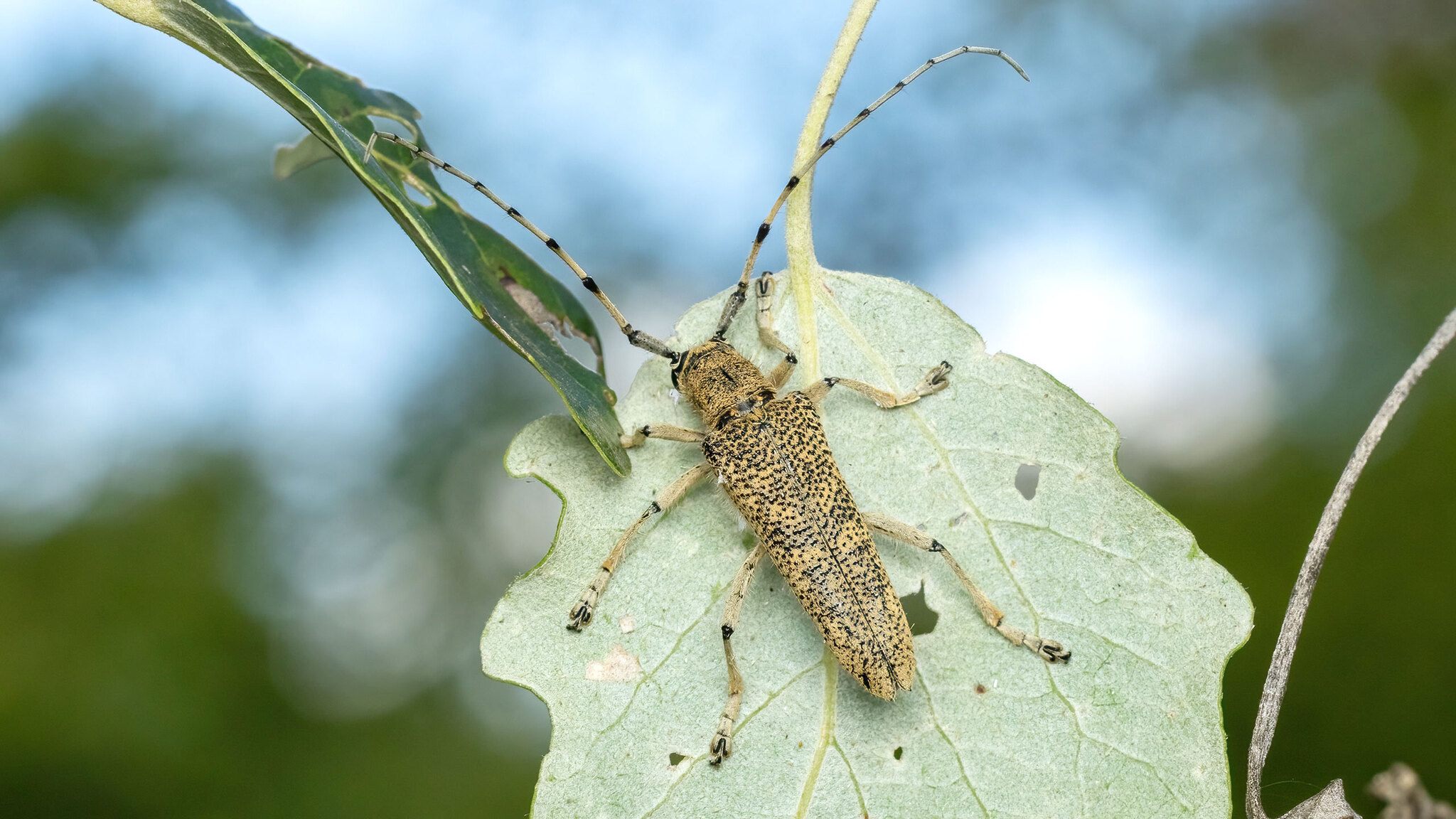 Saperda carcharias