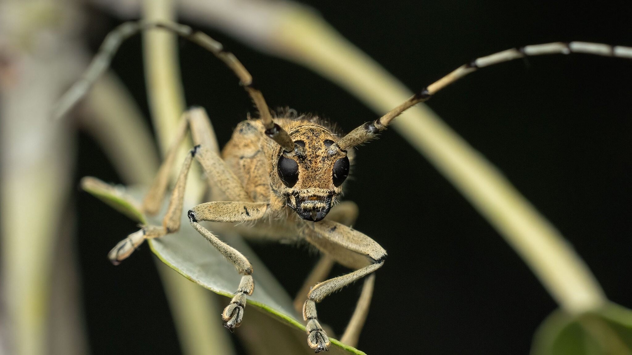 Saperda carcharias