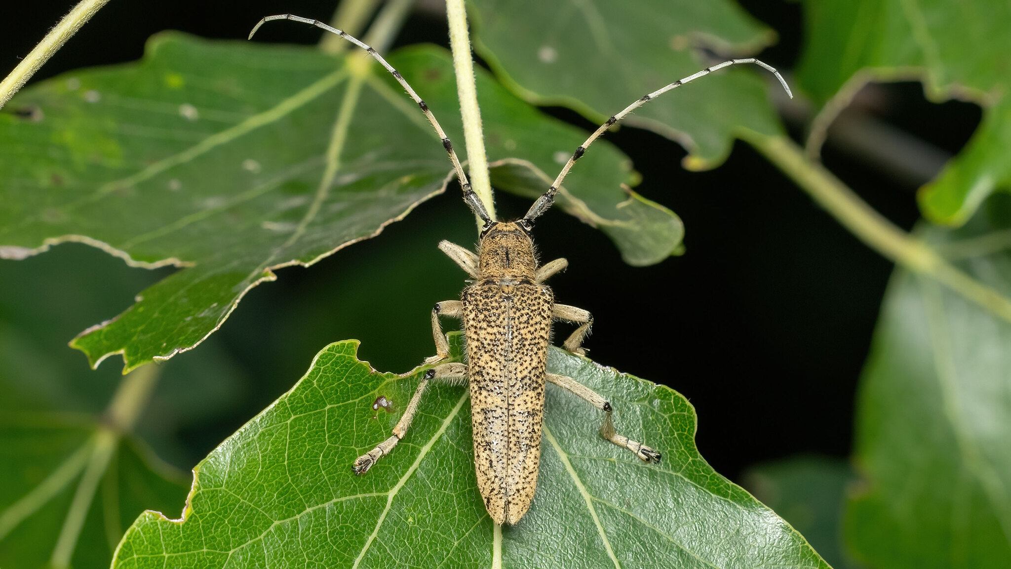 Saperda carcharias