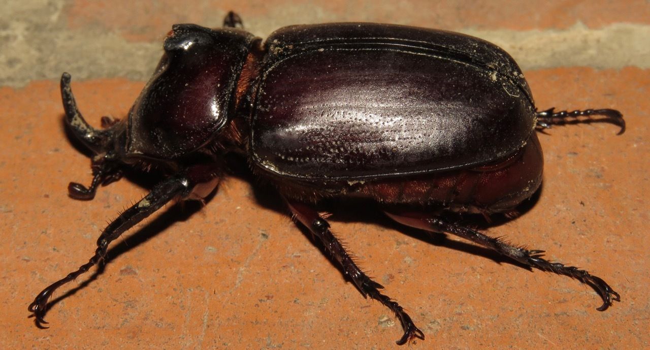 Podischnus agenor