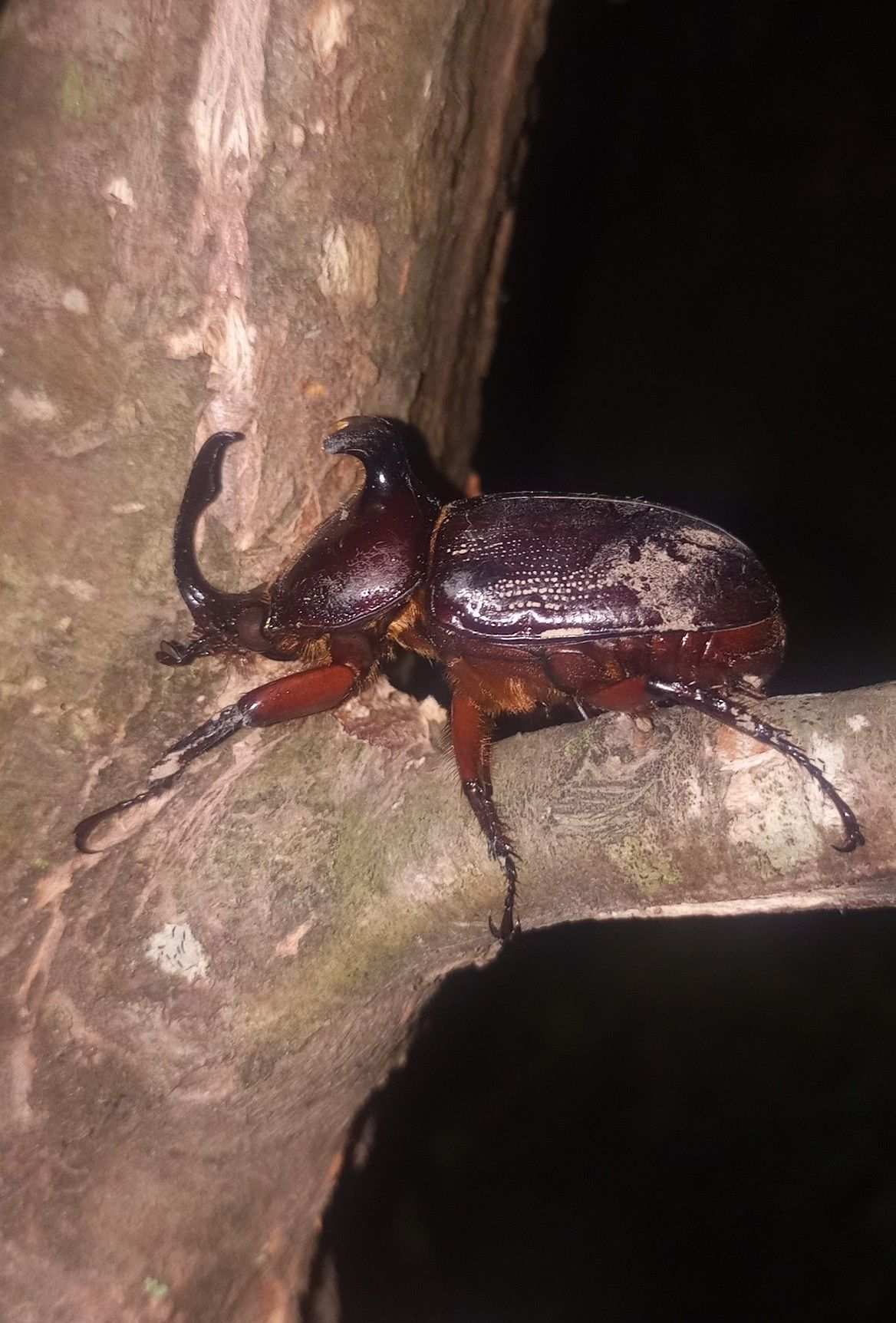 Podischnus agenor