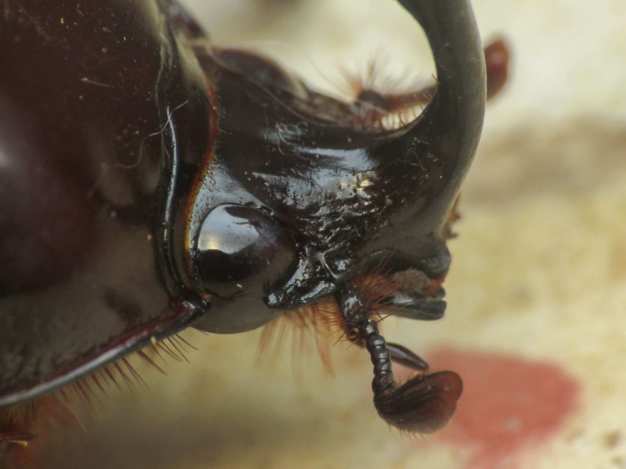 Podischnus agenor
