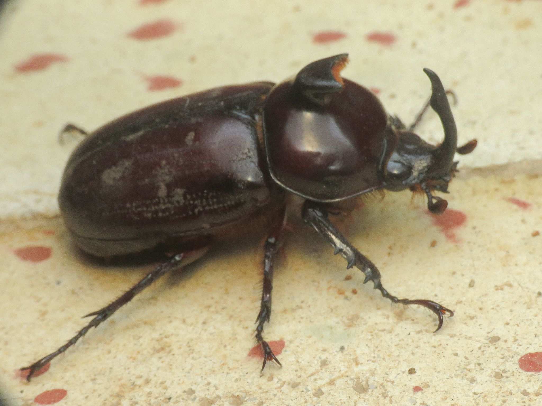 Podischnus agenor