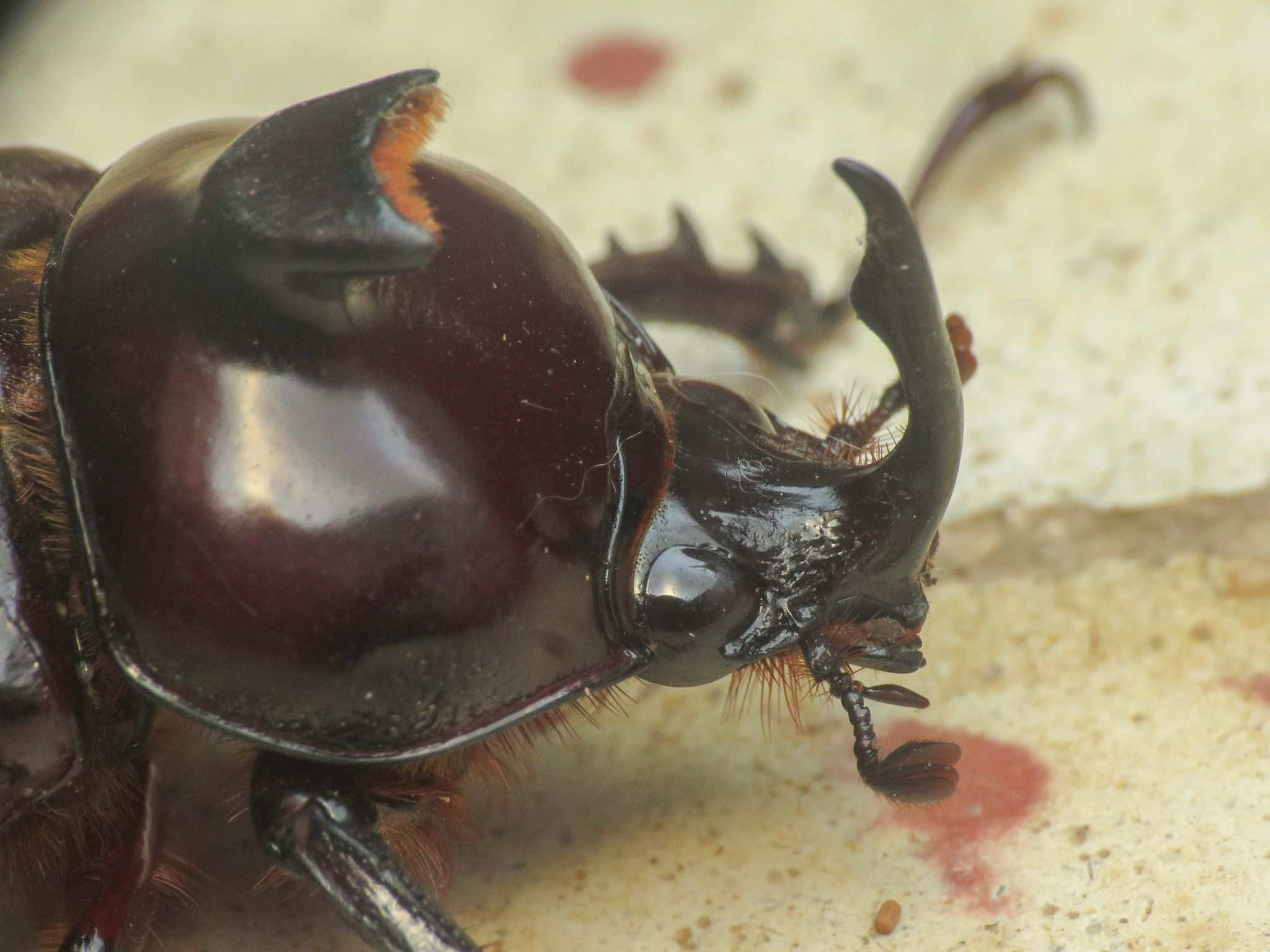 Podischnus agenor