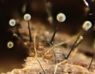 Ophiostoma ulmi