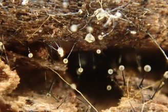Ophiostoma ulmi
