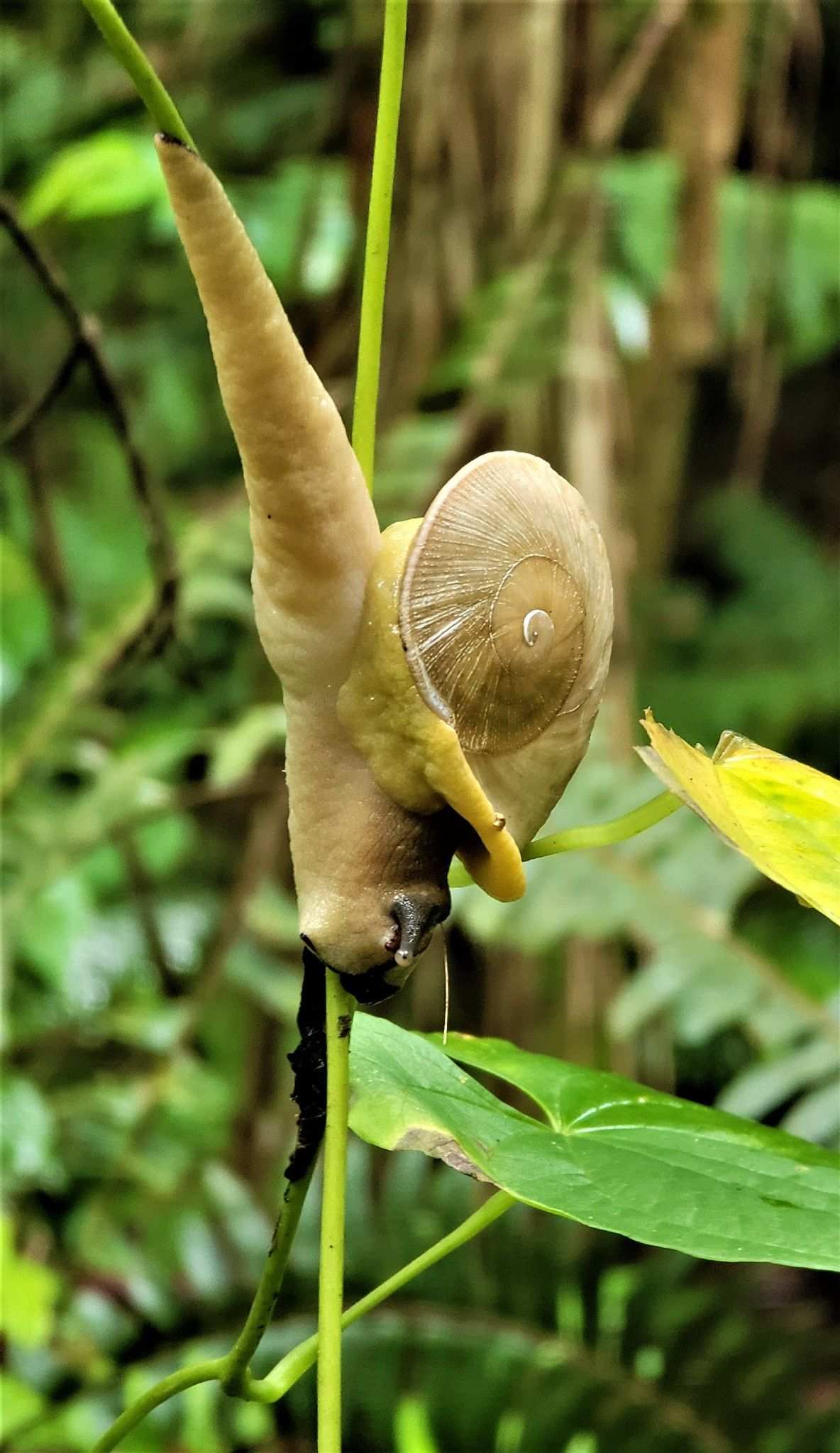 Polydontes acutangula