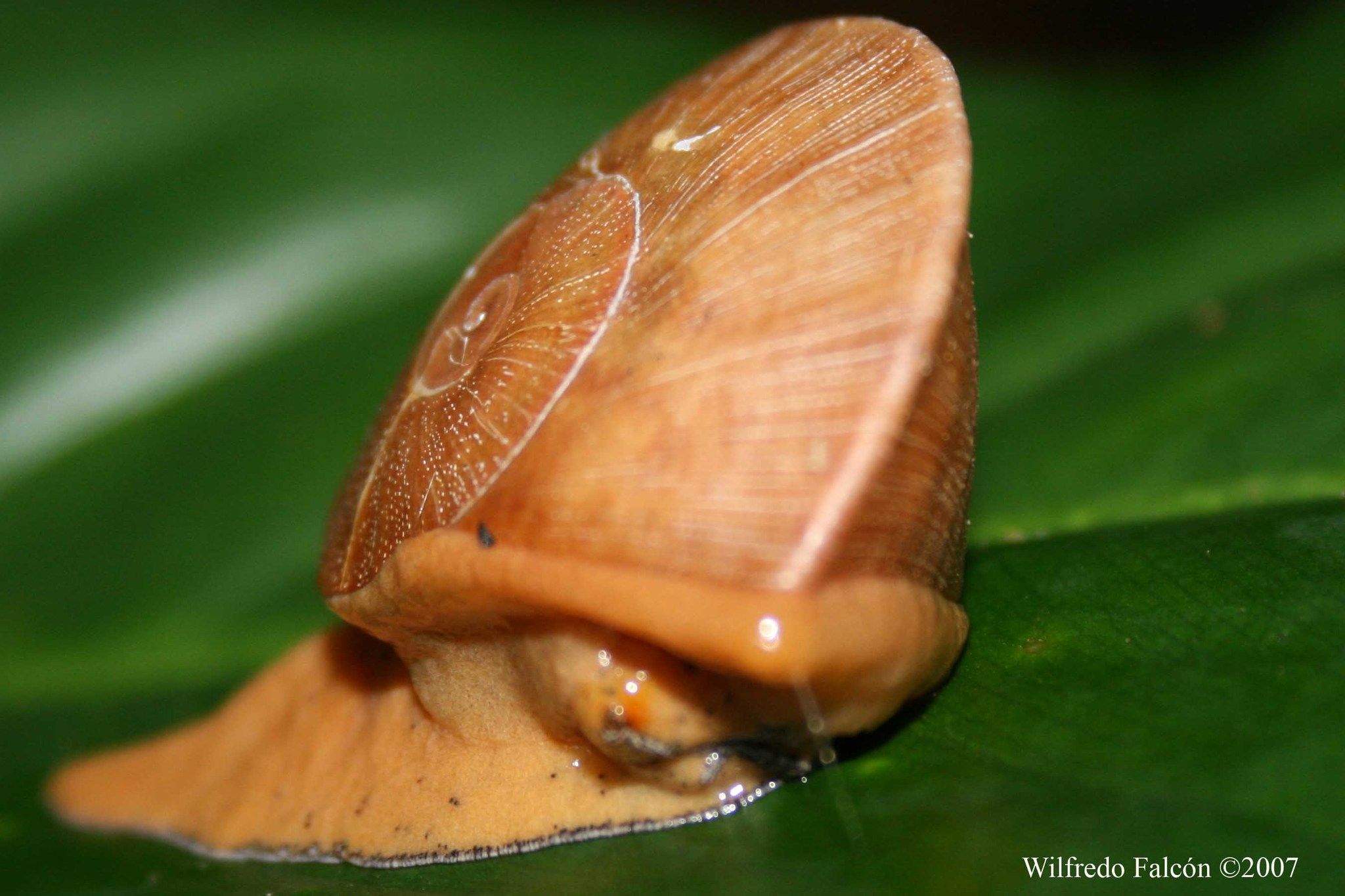 Polydontes acutangula