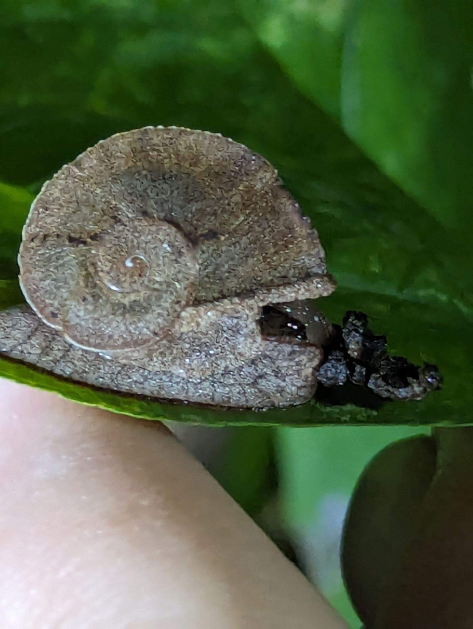 Polydontes acutangula