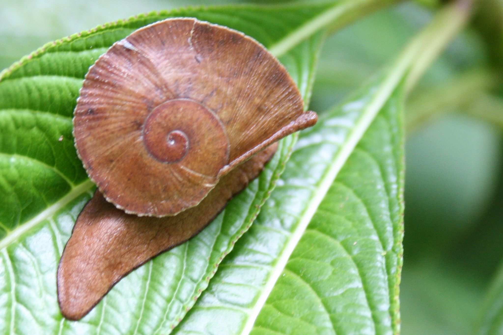 Polydontes acutangula
