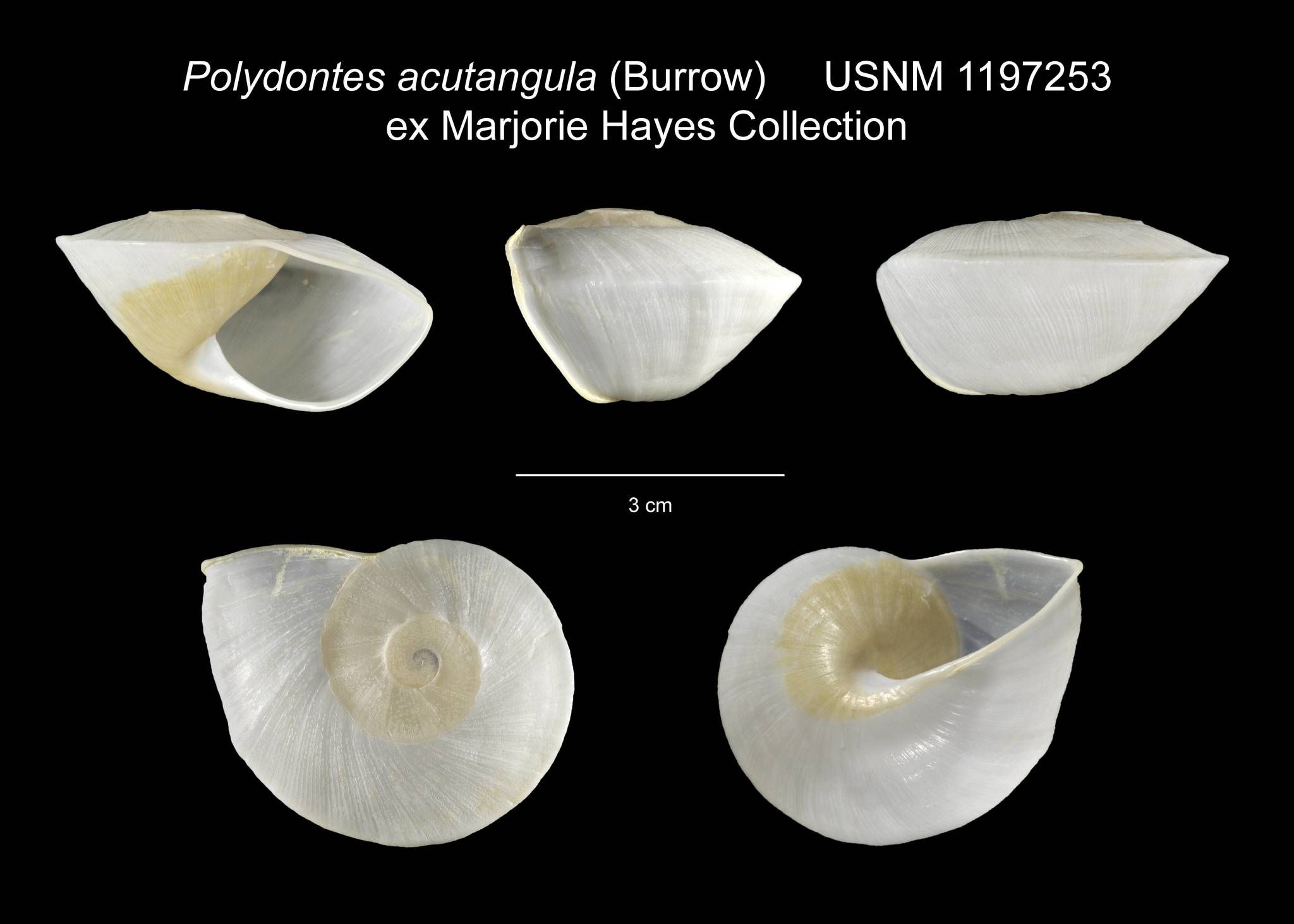 Polydontes acutangula